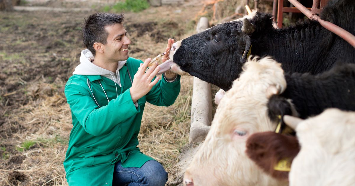 Dairy Farm Worker Jobs in Canada – 4 New Jobs