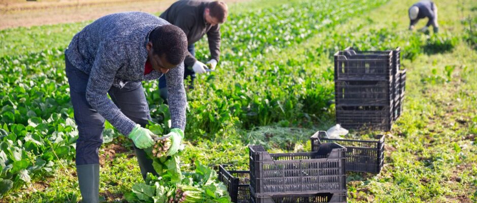 Vegetable Farm Worker Jobs in Canada