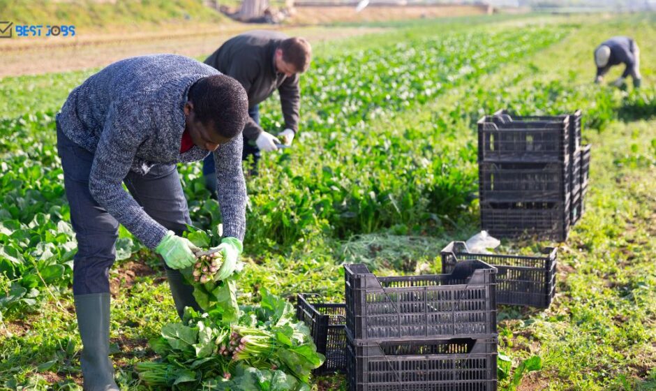 Vegetable Farm Worker Jobs in Canada