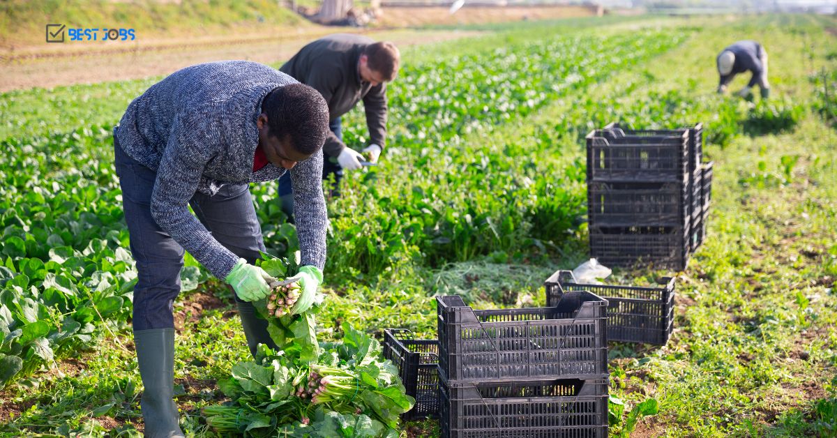 New Vegetable Farm Worker Jobs in Canada